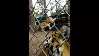 Working with Wildlife: Amur Tiger Brothers