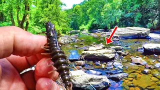 An Absolute Smallmouth Bass Catching Machine!