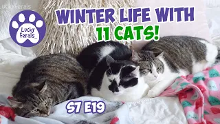 Winter Life With 11 Cats January 2024 - S7 E19 - Lucky Ferals Cat Vlog