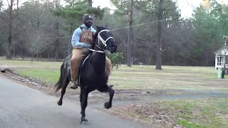 Black Tennessee Walking Horse Walking Tall