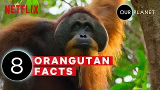 8 Mind Blowing Orangutan Facts | Our Planet | Netflix After School