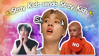 Stray Kids sendo Stray Kids (tente não rir)| especial 40K🌈