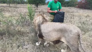 Лев Гек пришел помогать папе СОБИРАТЬ МУСОР !