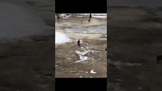 Свора собак на территории школы в Якутске