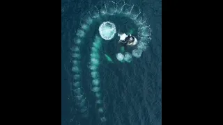 Whales create Fibonacci spiral
