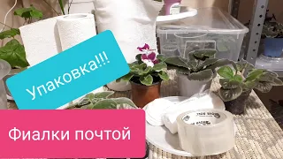 Фиалки Почтой! Упаковка Взрослой Фиалки!