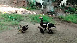 little Ducks and baby duck 🦆 🐥 ducklings | Chinese Batakh bachy 子猫 video cute babies monkey