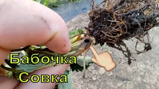 Вредители клубники. Бабочка совка. Нехватка кальция.