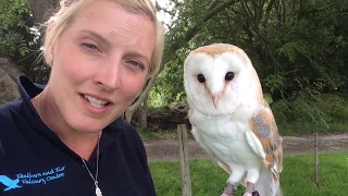 All About Barn Owls