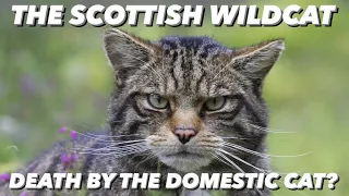 The Scottish Wildcat - Killed By Feral & Domestic Cats? Highland Tiger  Hybridisation & Conservation