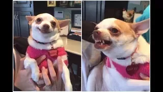 cute and funny -  Chihuahua videos compilation 2018