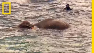 Watch: Elephant Rescued After Being Swept 10 Miles Out to Sea | National Geographic