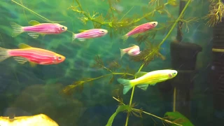 Glo Fish - Danios - New Fish