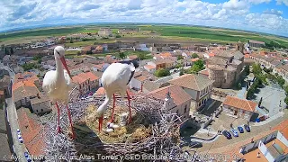 ¡A PUNTO DE ECLOSIONAR! 🐥🐣 - Madrigal de las Altas Torres - Nido de cigüeña nº 1