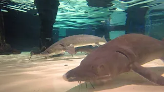 The Slice | Sturgeon Feeding at Duluth's Great Lakes Aquarium