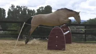 Bella jumping 75cm (very well) and enjoying it too. Good Girl Bella!  It's good to mix things up 🐴🩷
