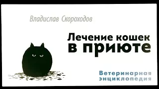 Лечение кошек в приюте