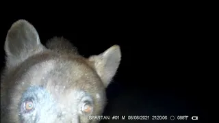 Black bear sounds - Sow grunts, huffs, and pops her jaw while protecting cubs