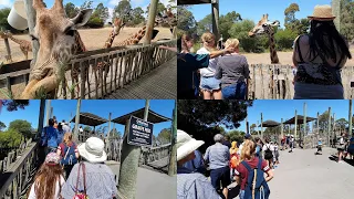 Giraffes @ Orana Wildlife Park, Christchurch (NZ). January 20, 2020.