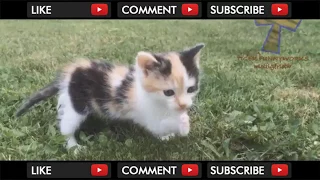 Funniest CAT VIDEOS compilation - LAUGH SO HARD YOU'LL CRY