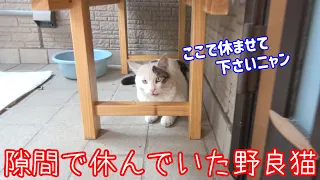 玄関に置いたベンチの下は野良猫の休憩所になっていた