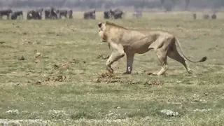 Warthog Escaped Unhurt By  Lion @amboseli @natgeo