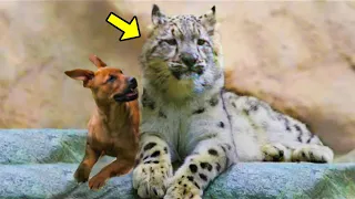 Mother Dog Saved a Leopard Cub, Then Years Later The Incredible Happened!