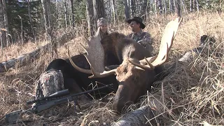 Moose Hunting in the Foothills of Alberta