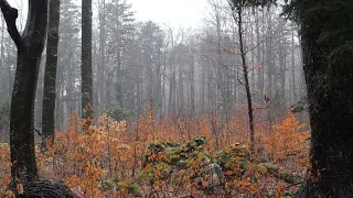 Relaxing Sound of Rain and Wind in Forest 2 Hours   Rain Drops Falling From Trees and Moss Z5b3QyEDc