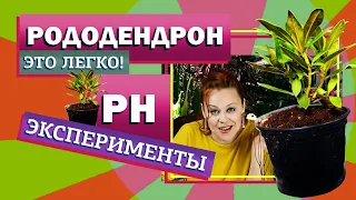 Рододендрон. Саженец из магазина. Определяю кислотность грунта.