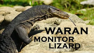 Monitor Lizards (Warane) of Koh Racha Yai @ Ban Raya Resort