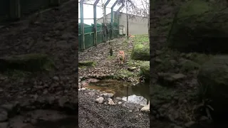 Dublin Zoo - Tiger Attack