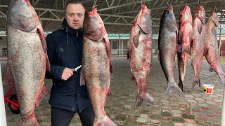 Огромный Рыбный Базар Узбекистана! Ташкент!Чиназ!