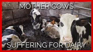 Neglected, Lame Cows Suffer in Pain and Filth—Just for Cheese