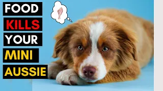 15 Dangerous Foods Your Mini Australian Shepherd Should Never Eat