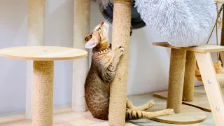 Cute Jolly Try To claim up on the cat Tree But he falls down, He is not give up ….it was so amazing