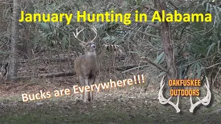 January Hunting in Alabama