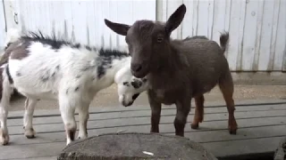 Cute goats frolicking and having fun