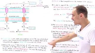 Initiation of Fatty Acid Synthesis