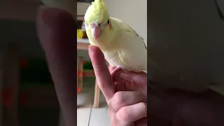 My Cockatiel is a Nail Clipper