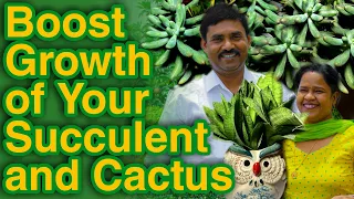 बरसात के मौसम में सेकुलेंट और कैक्टस को हेल्दी बनाने के लिए क्या करते हैं रामविलास जी || Grow Cactus