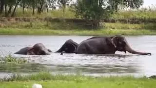 Слоны в Астрахани part1