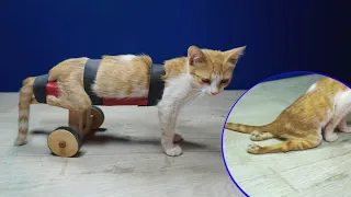 How to make a wheelchair for a paralyzed cat-🐈♿🐈كيفية صنع كرسي متحرك لقط مشلول