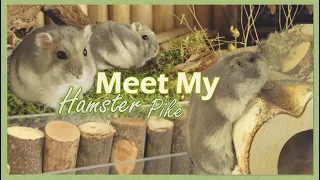 Meet my Hamster! | #3