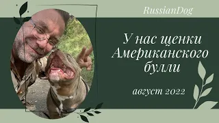 Щенки американского булли RussianDog | август 2022 год
