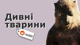 ЯКИЙ ВИ ЗНАЄТЕ МАЛОВІДОМИЙ ФАКТ ПРО ТВАРИН? | REDDIT УКРАЇНСЬКОЮ