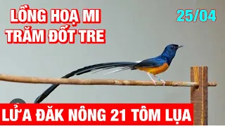 Lửa đuôi dài mini tôm lựa✅ Lồng hoạ mi trăm đốt tre