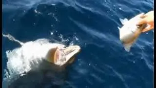 Handfeeding a Wild Dolphin at Sea: Awesome, Loveable, Incredibly Tame.