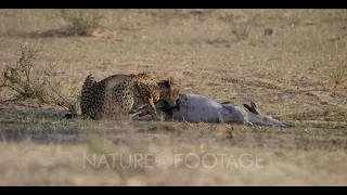 A medium shot of a Cheetah, Acinonyx jubatus starts to chew and eat the testicles of her killed S...