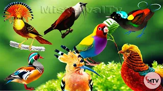 The Most Beautiful Birds In The World; Bird Sounds; The Sounds of Nature 🐦🦜🌳